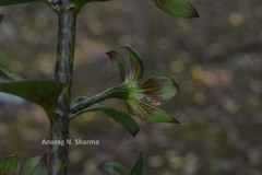 Gloxinia perennis